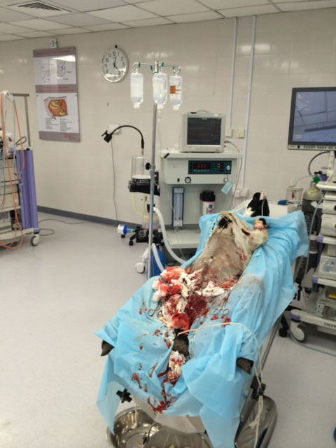 BleedStop Clinical Trials 1